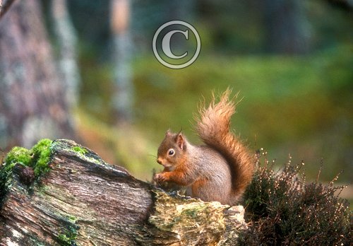 Red Squirrel 2